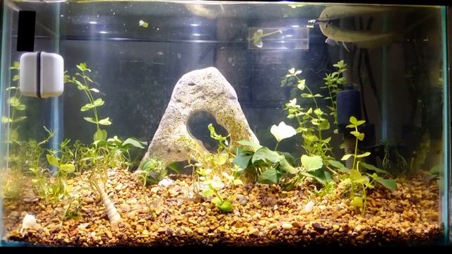 Part 1 2016: Baby Silver Arowana. 10 gallon planted tank, excel co2. . HD смотреть онлайн