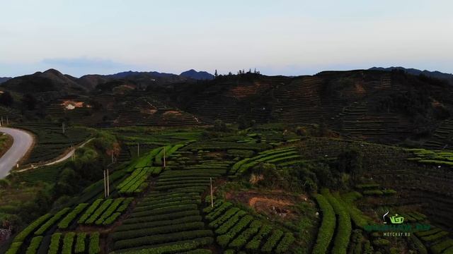 Чайные плантации. Будни китайских крестьян. Редкие сорта чая из провинции Гуандун. Чао Ча смотреть онлайн