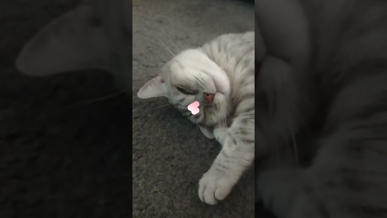 Кошарик Шарик #shorts смотреть онлайн