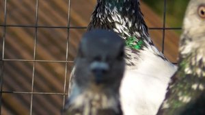 100 отличий Будапештских от Пакистанских голубей