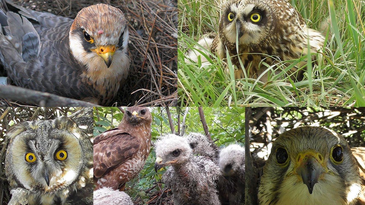 Birds of prey nests / В гнезде у хищника смотреть онлайн