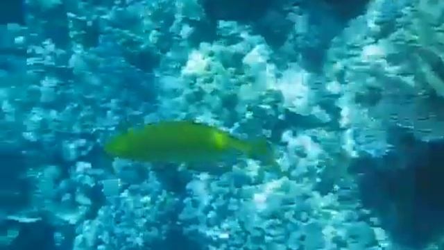 Жёлтый Каранкс смотреть онлайн
