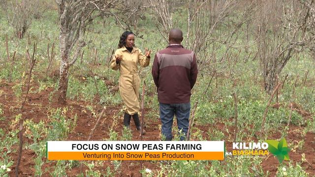 Kilimo Na Biashara | Snow Peas Farming смотреть онлайн