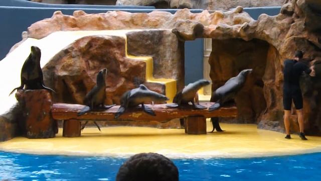 LORO PARQUE. Tenerife. Шоу морских котиков / Шоу морских котиков. ЛОРО ПАРК. Тенерифе. Испания смотреть онлайн