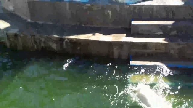 Медведи - летуны Новосибирского зоопарка..........Flying bears of the Novosibirsk zoo. смотреть онлайн