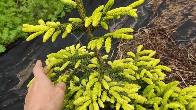 Picea orientalis Golden Start смотреть онлайн