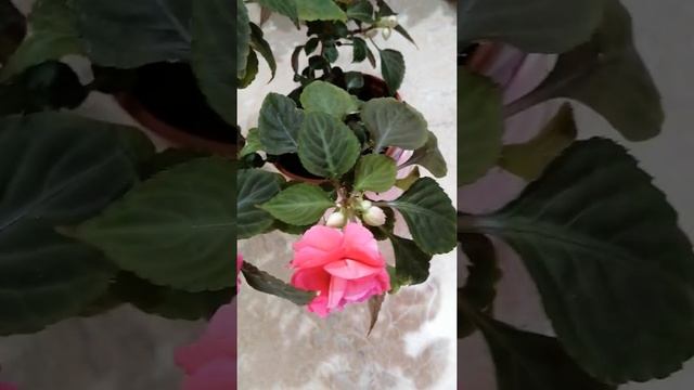 Бальзамин. Обзор красавчиков???? смотреть онлайн