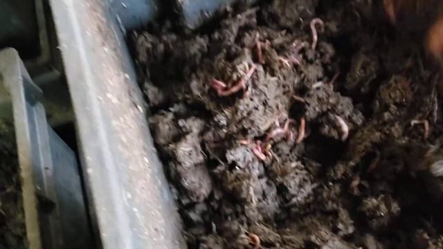 Работы с клубникой и червем 25 апреля смотреть онлайн