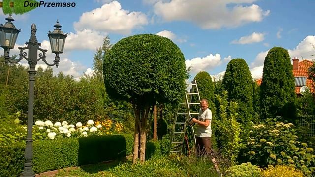 Pruning Thuja Occidentalis