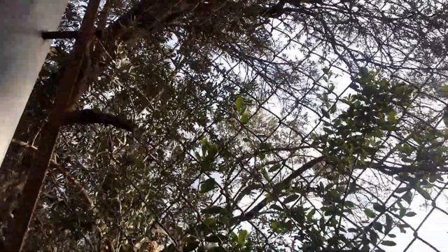 Пальмы,горькие оливки и кактусы..декабрь в Крыму смотреть онлайн