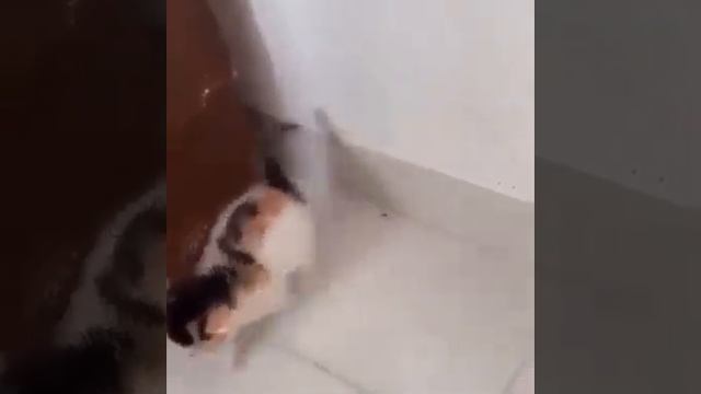 kitten bumps His head смотреть онлайн