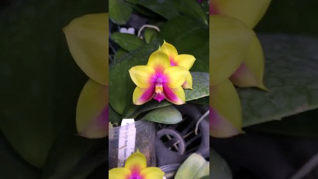 Phal. LD Bear Queen ‘MS100’ смотреть онлайн