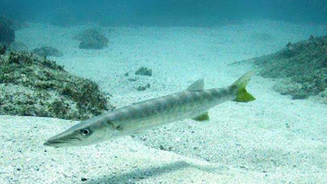 Barracuda Facts - Facts About Barracudas смотреть онлайн