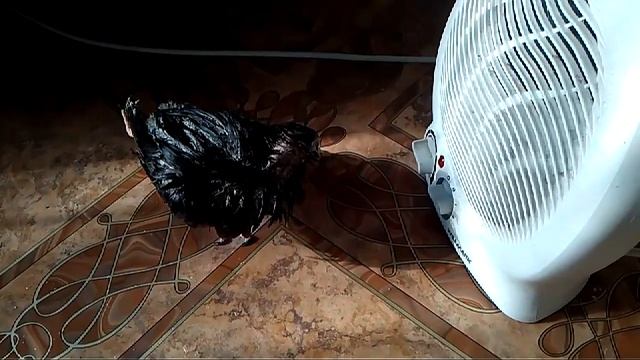 Имка сушит перья.