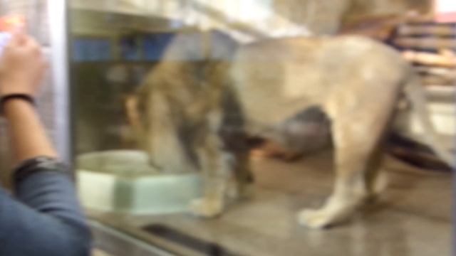 Лев рычит в Ленинградском зоопарке, а также львица и 3 львенка смотреть онлайн