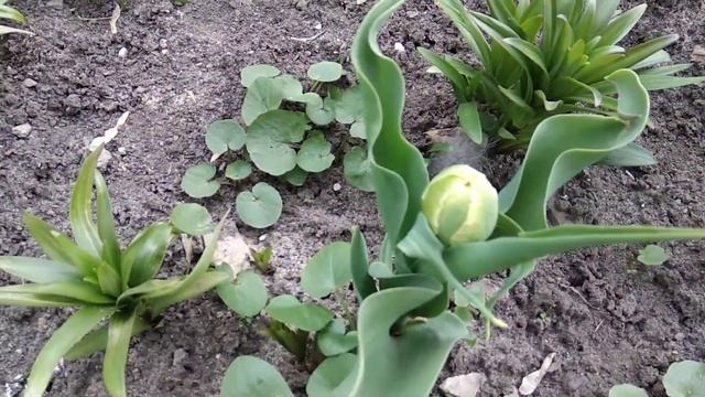 Цветы на моих клумбах. Нарцисы/тюльпаны/гиацинты/розы/ смотреть онлайн