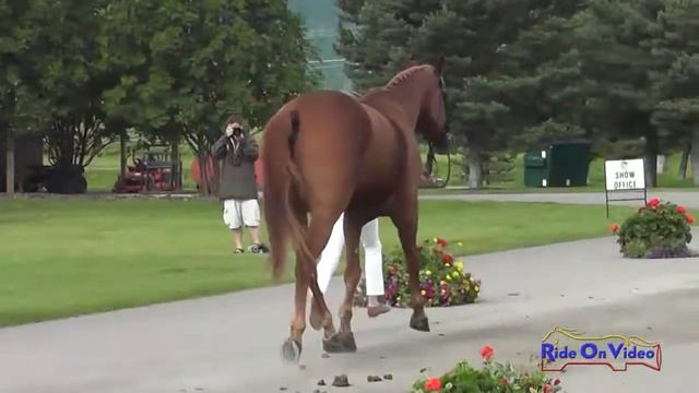 046J1 Taren Atkinson on Gustav CIC 2* FEI Jog 1 The Event at Rebecca Farm July 2014 смотреть онлайн