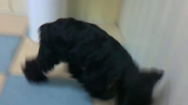 Солнечный удар у собаки, ч.2 смотреть онлайн