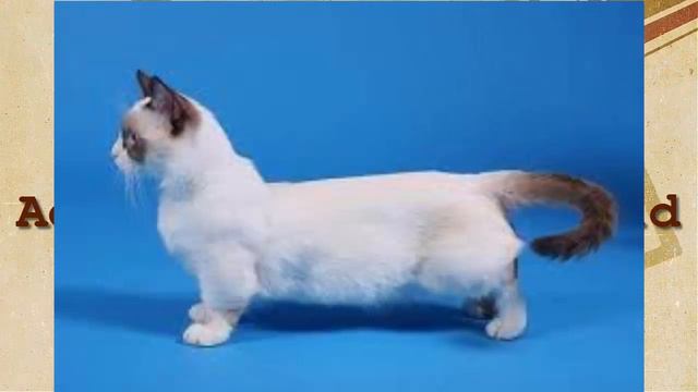 Munchkin Shorthair cat смотреть онлайн