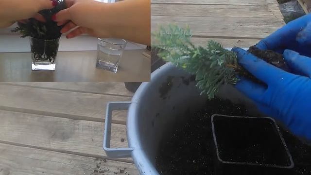 Черенкование хвойных в феврале. Печальные итоги