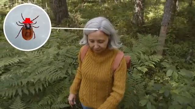 Самые Опасные Насекомые И Паукообразные В Мире