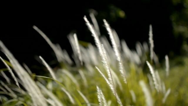 Shamanic Music. The Rhythms Of Nature. Folk Motives Of Shamans