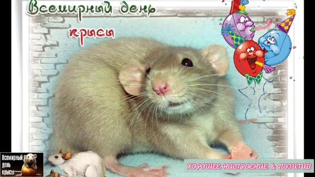Всемирный день крысы. 4 апреля. World rat day. 4 april. Праздник. смотреть онлайн