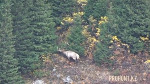 Охота на марала в охотничьем хозяйстве Дардамты! ????