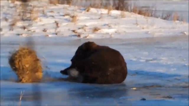 Merry bear. Мишка играется смотреть онлайн