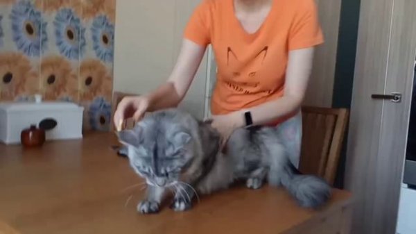 Carat Refined Miracle RU