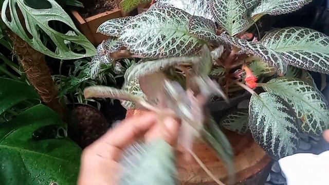 Cara MUDAH Memperbanyak EPISCIA || Merawat Tanaman Episcia || TANAMAN HIAS