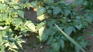 Важная июньская подкормка картофеля