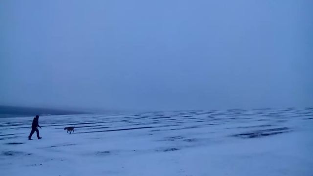 Реакция гончей на свежий след зайца смотреть онлайн