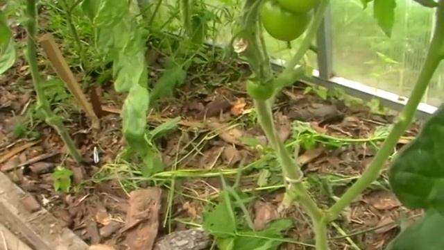 Жируют томаты - что делать?