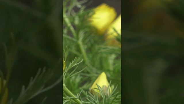 Цветы России. Адонис весенний смотреть онлайн