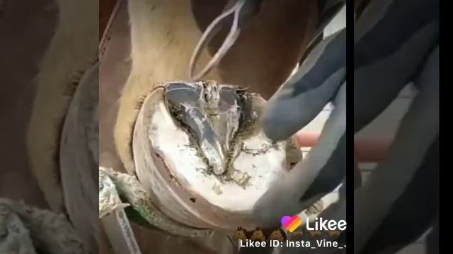 Удобно и легко чистить копыта у лошади смотреть онлайн