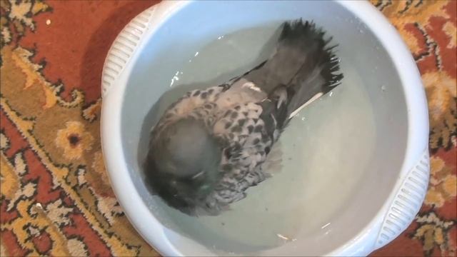 Голубь Баря - Бог воды смотреть онлайн