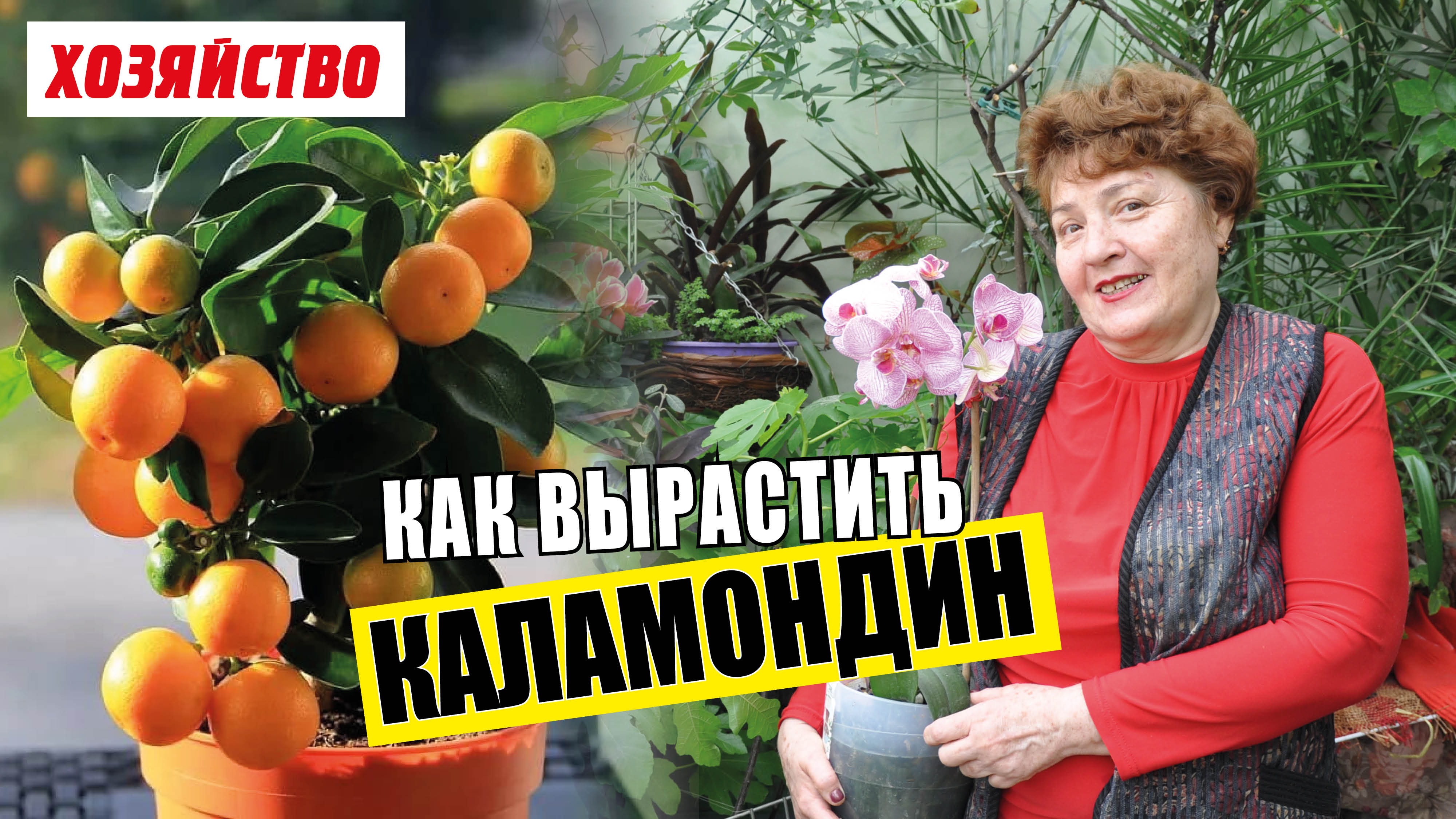 Особенности выращивания каламондинов в домашних условиях