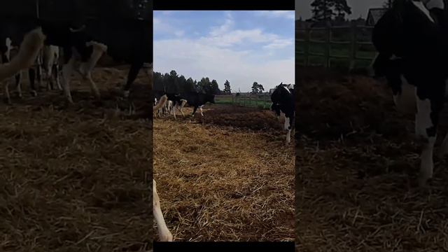 Продажа КРС в Новосибирской области. Продажа племенных нетелей в Новосибирске. смотреть онлайн