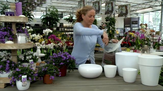 Binnentuin Maken Met Campanula Addenda