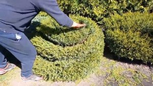 Топиарная стрижка можжевельника