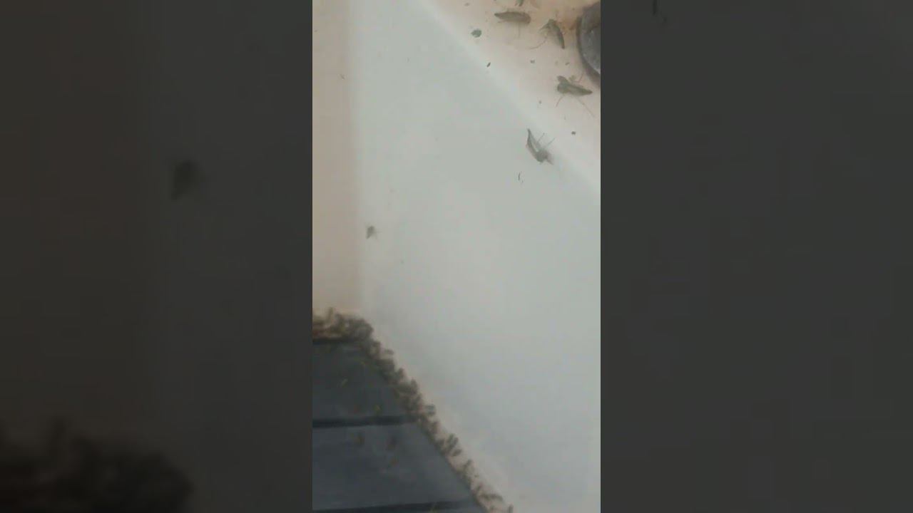 вот такая ДИЧЬ летом на Оке. смотреть онлайн