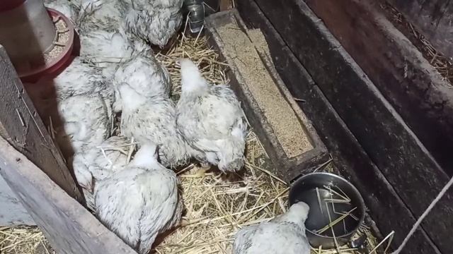 Разница между поросятами в две недели// Готовим бройлера// смотреть онлайн