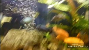 Цихлиды и растения совместимы. Или просто цихлидник.