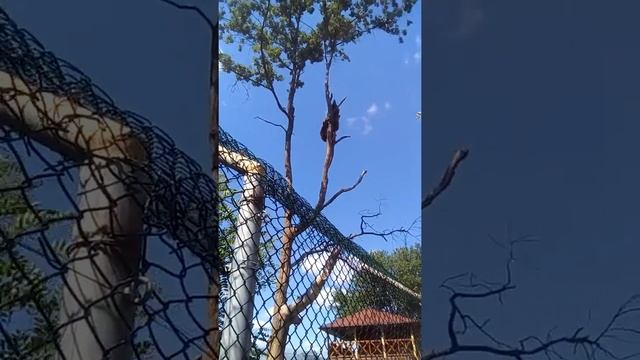 медведь залазит на дерево смотреть онлайн