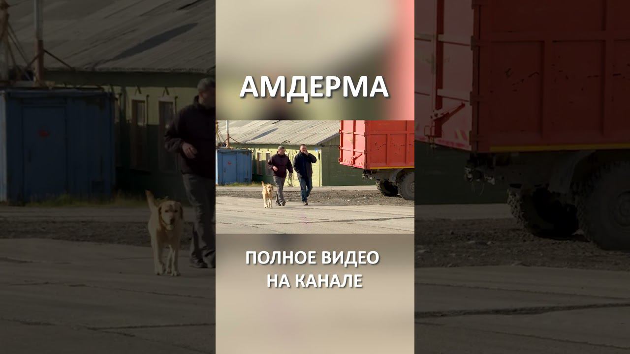 АМДЕРМА 2 SHORTS #SHORTS смотреть онлайн