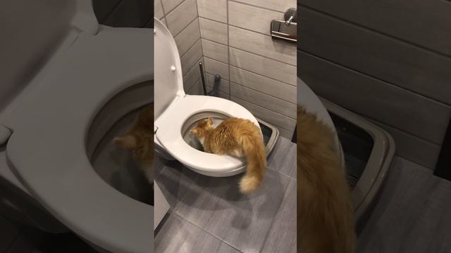Как кота приучить к унитазу смотреть онлайн