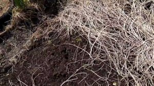 Горчица по весне (сидераты)