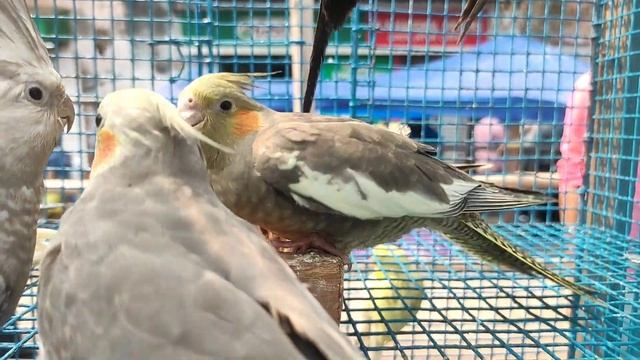 •Love Bird?, Badri, Java?, Cocktail How much was the bird price from KOLKATA Tala• смотреть онлайн