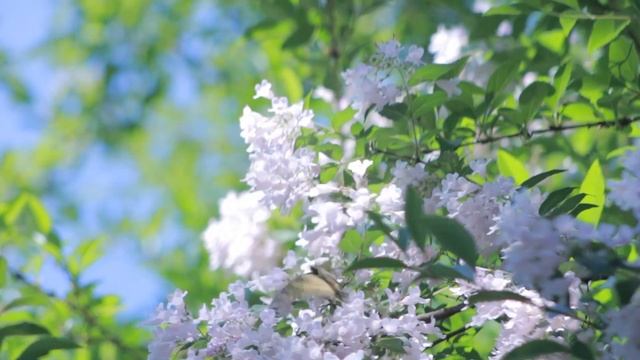 Nature Relaxation Footages With Relaxing Meditation Music